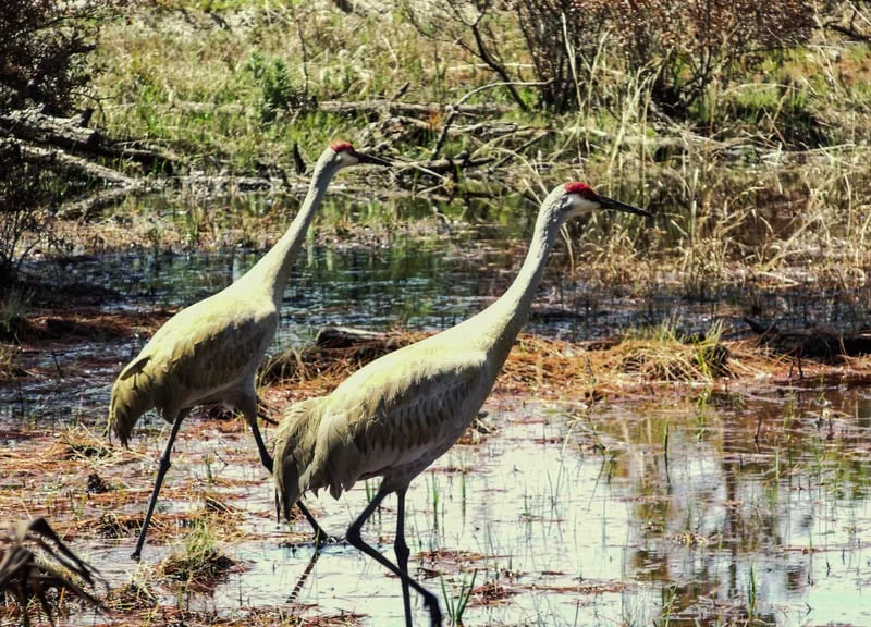 Sandhills wetland and cranes